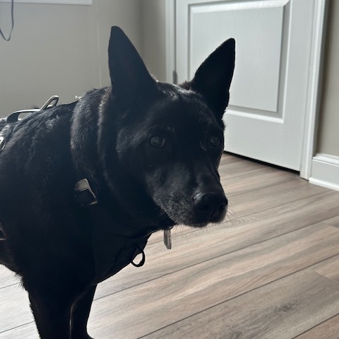 Betty, an adoptable Schipperke, Kai Dog in Fairfax Station, VA, 22039 | Photo Image 1