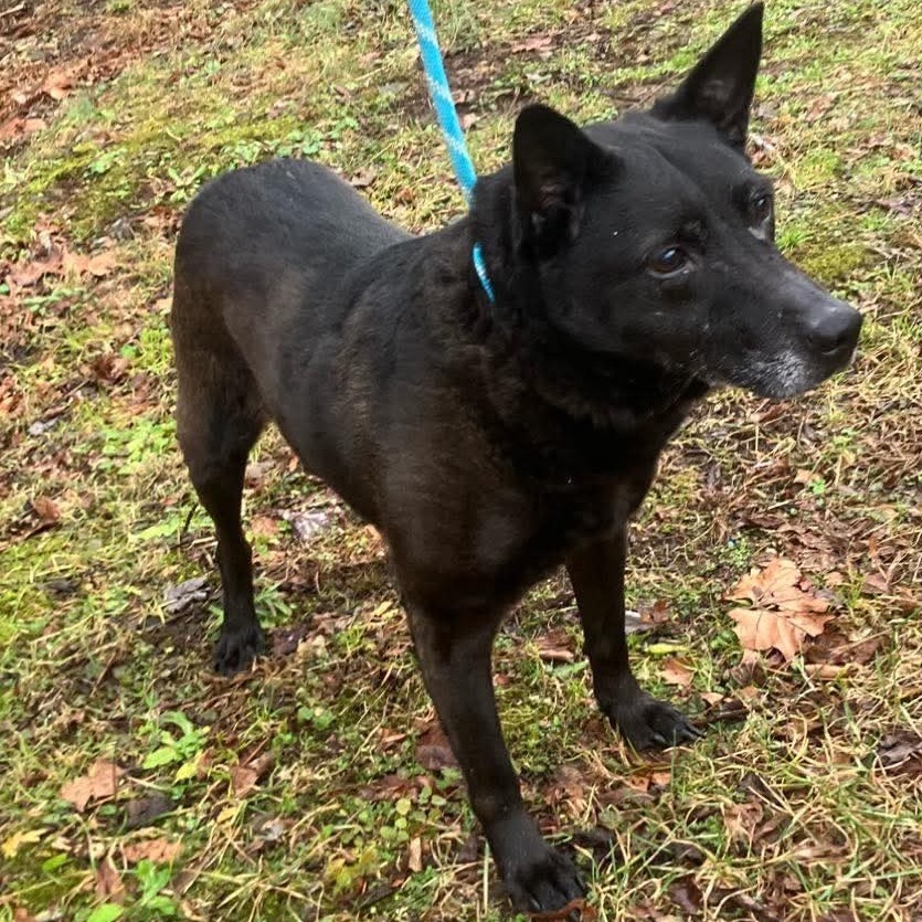 Betty, an adoptable Schipperke, Kai Dog in Fairfax Station, VA, 22039 | Photo Image 2