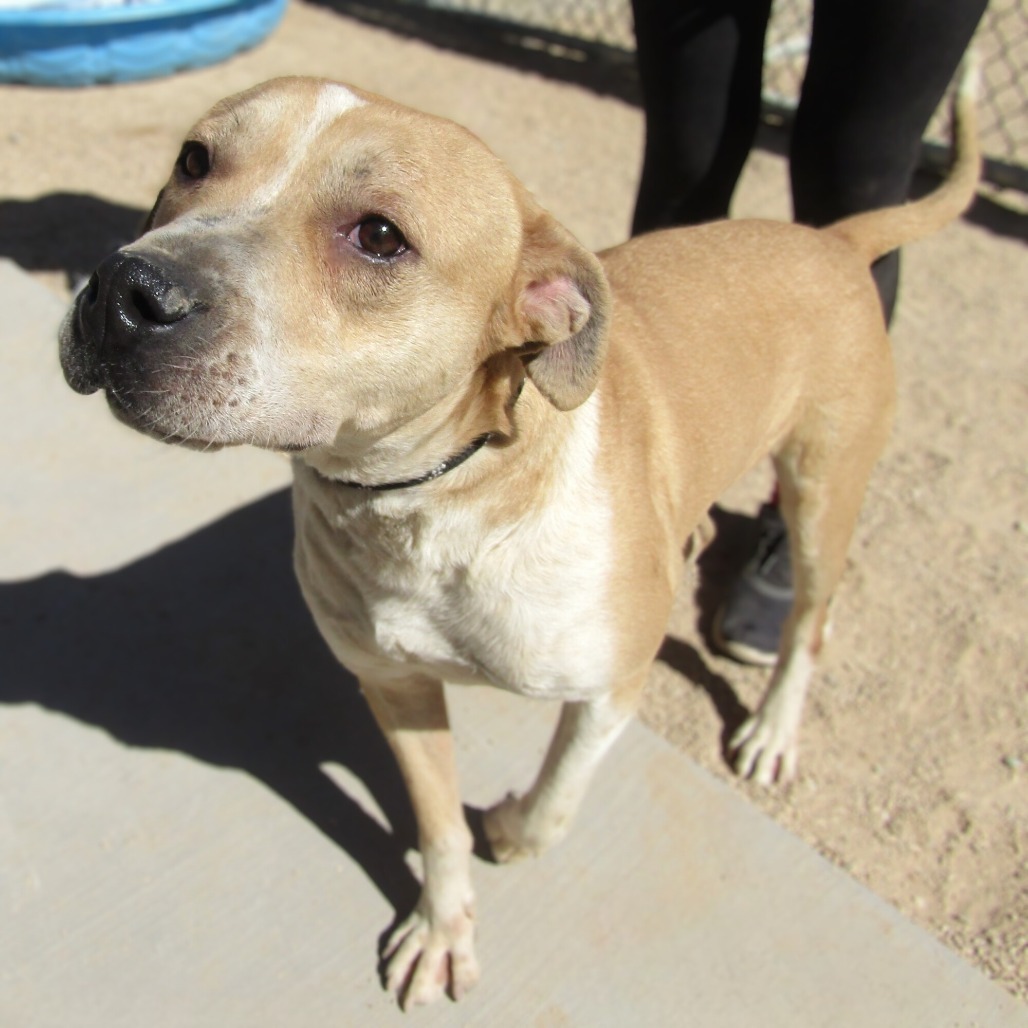 Finigen, an adoptable Mixed Breed in Las Cruces, NM, 88012 | Photo Image 1