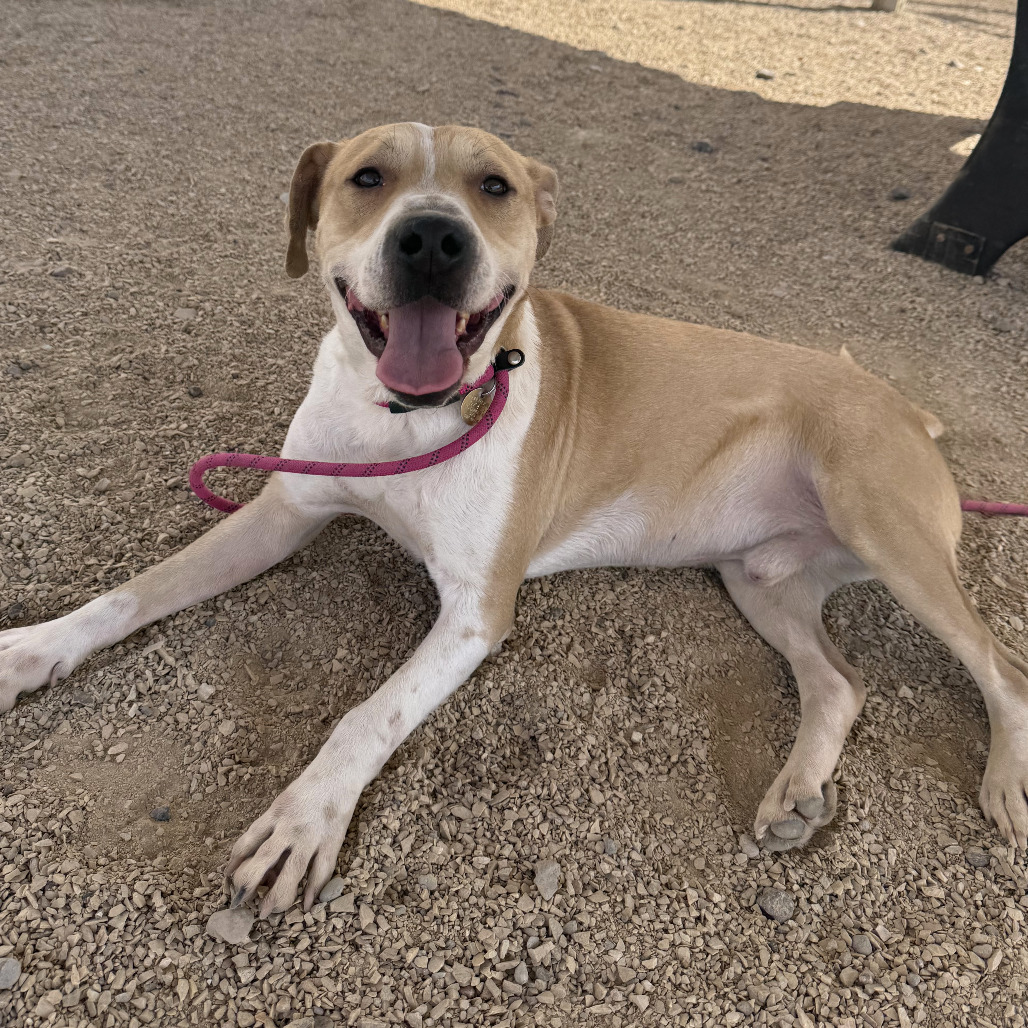 Finigen, an adoptable Mixed Breed in Las Cruces, NM, 88012 | Photo Image 1
