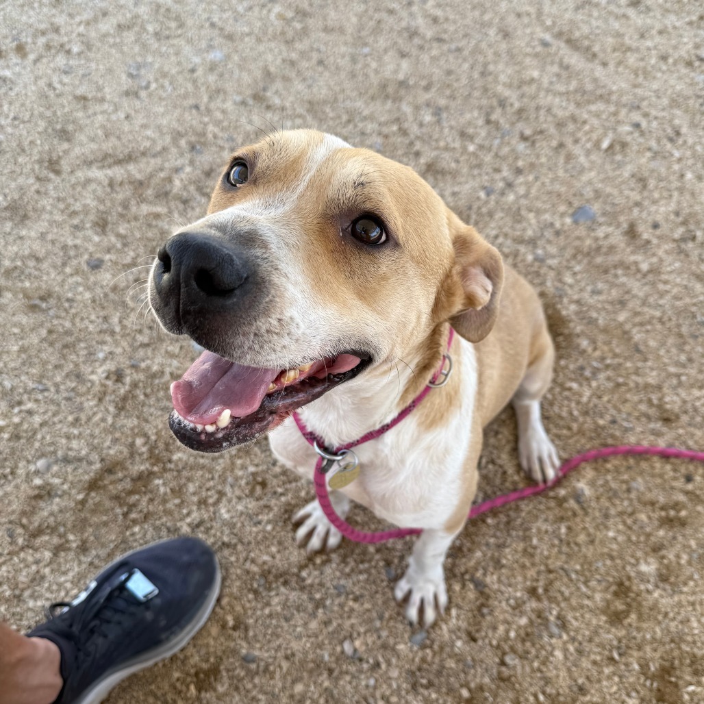 Finigen, an adoptable Mixed Breed in Las Cruces, NM, 88012 | Photo Image 1