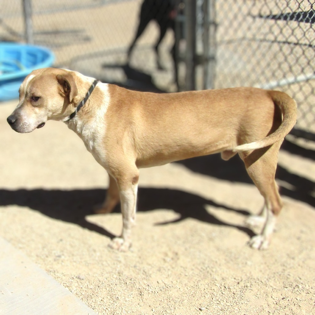 Finigen, an adoptable Mixed Breed in Las Cruces, NM, 88012 | Photo Image 3