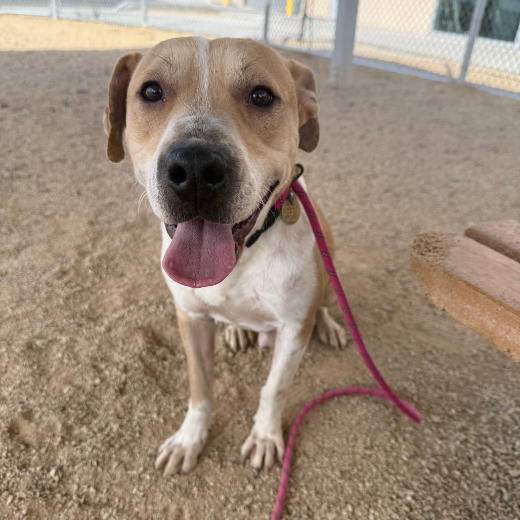 Finigen, an adoptable Mixed Breed in Las Cruces, NM, 88012 | Photo Image 4