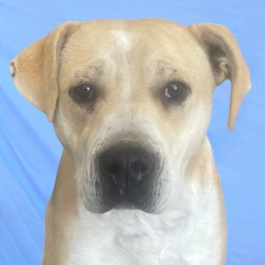 Finigen, an adoptable Mixed Breed in Las Cruces, NM, 88012 | Photo Image 3