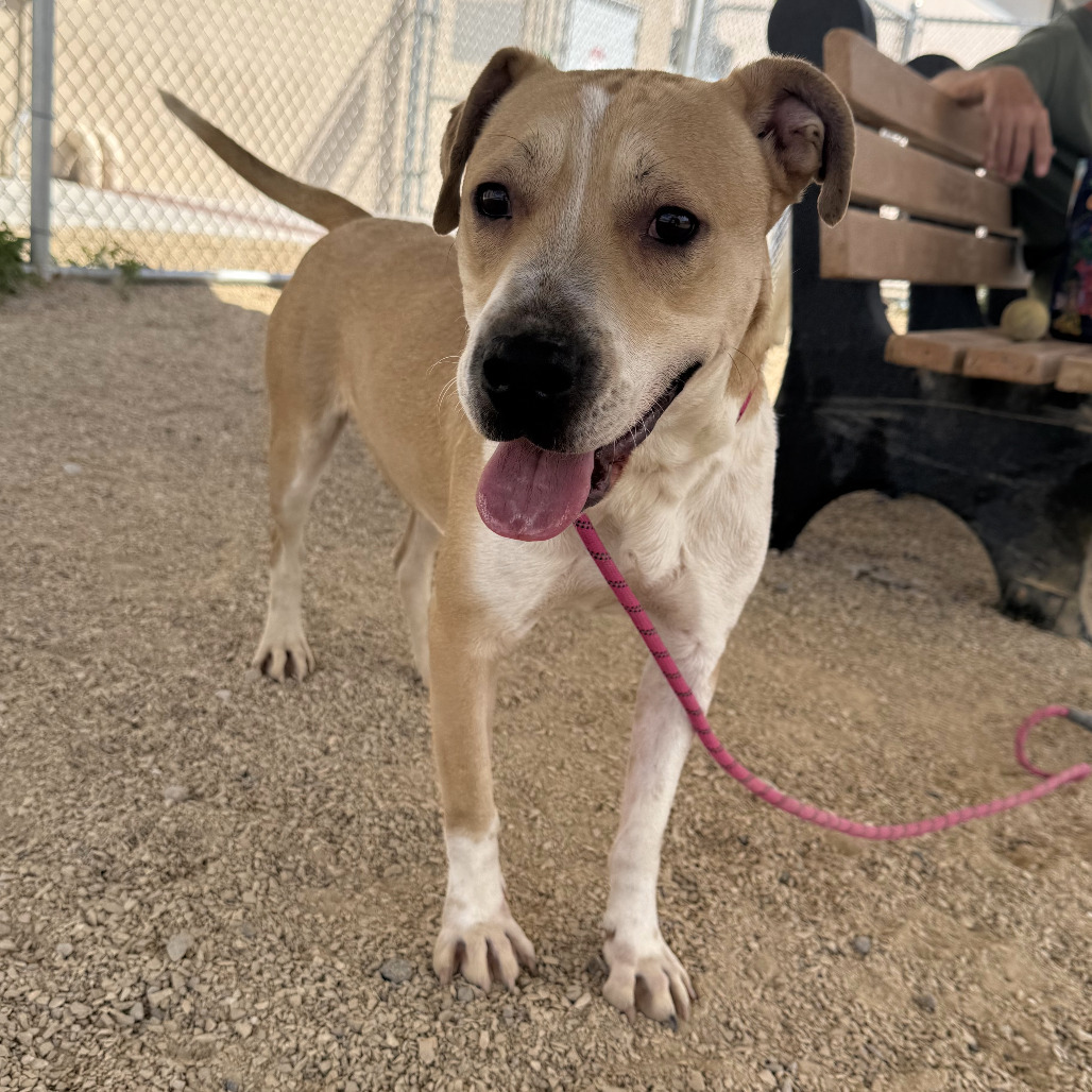 Finigen, an adoptable Mixed Breed in Las Cruces, NM, 88012 | Photo Image 3