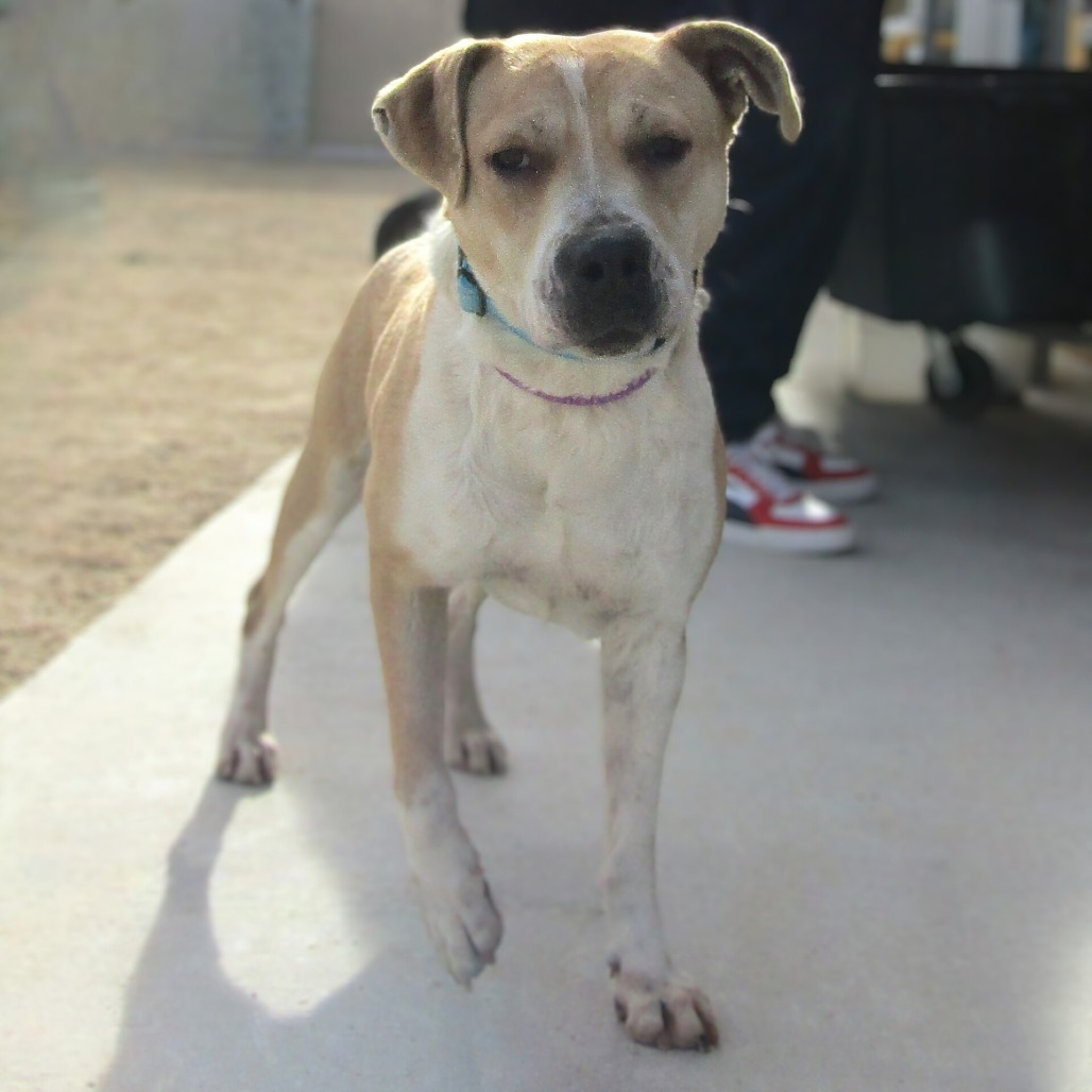 Finigen, an adoptable Mixed Breed in Las Cruces, NM, 88012 | Photo Image 4