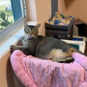 Roxy, Adult Female Domestic Short Hair