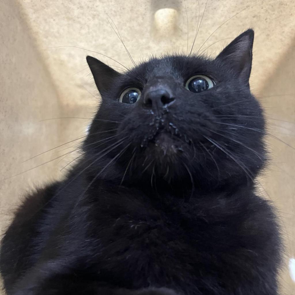 Soot