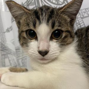 Bella Domestic Short Hair Cat