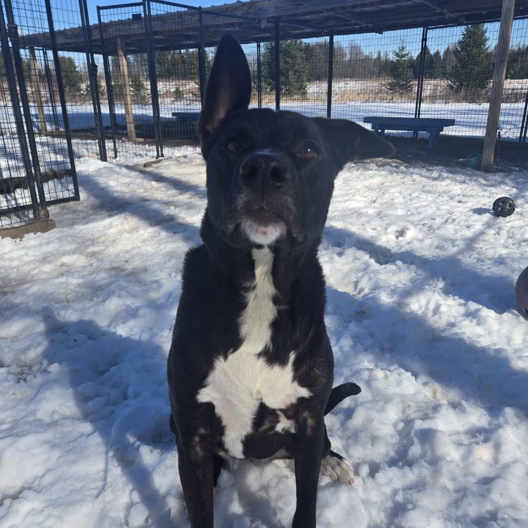 Zoomba, an adoptable American Staffordshire Terrier in Park Falls, WI, 54552 | Photo Image 1