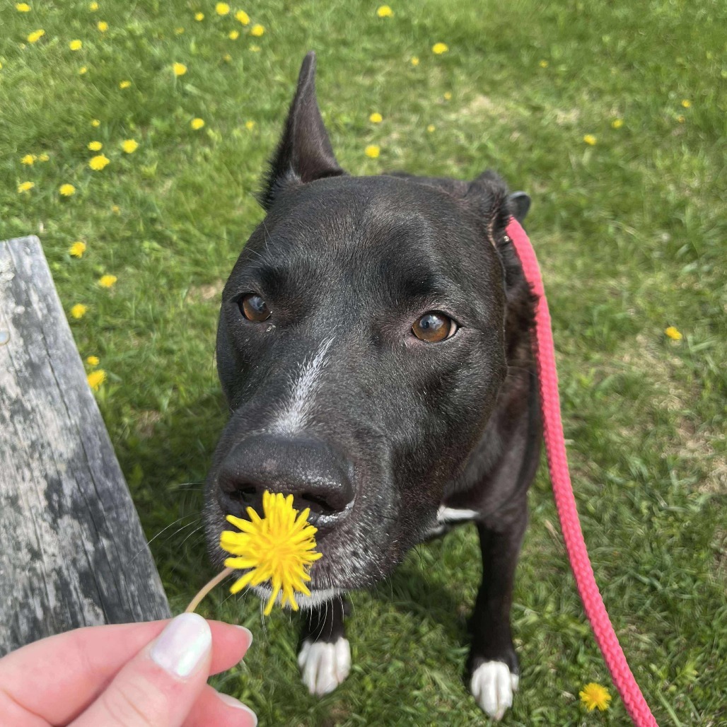 Zoomba, an adoptable American Staffordshire Terrier in Park Falls, WI, 54552 | Photo Image 1