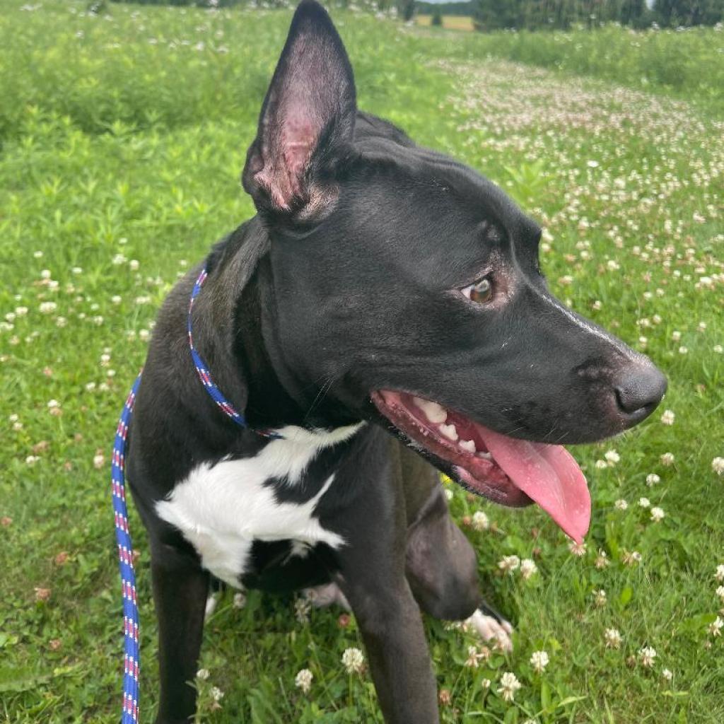 Zoomba, an adoptable American Staffordshire Terrier in Park Falls, WI, 54552 | Photo Image 2