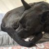 Zoomba photo 3
