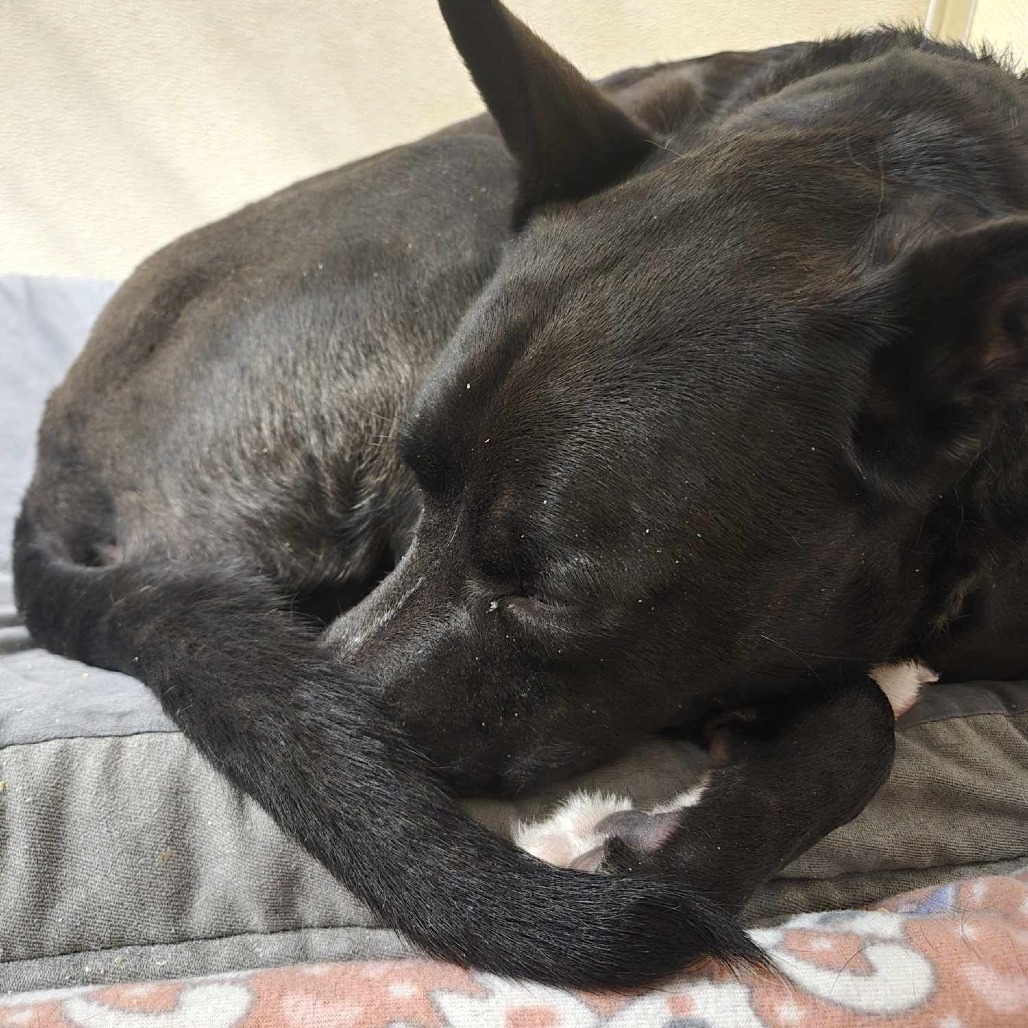 Zoomba, an adoptable American Staffordshire Terrier in Park Falls, WI, 54552 | Photo Image 3