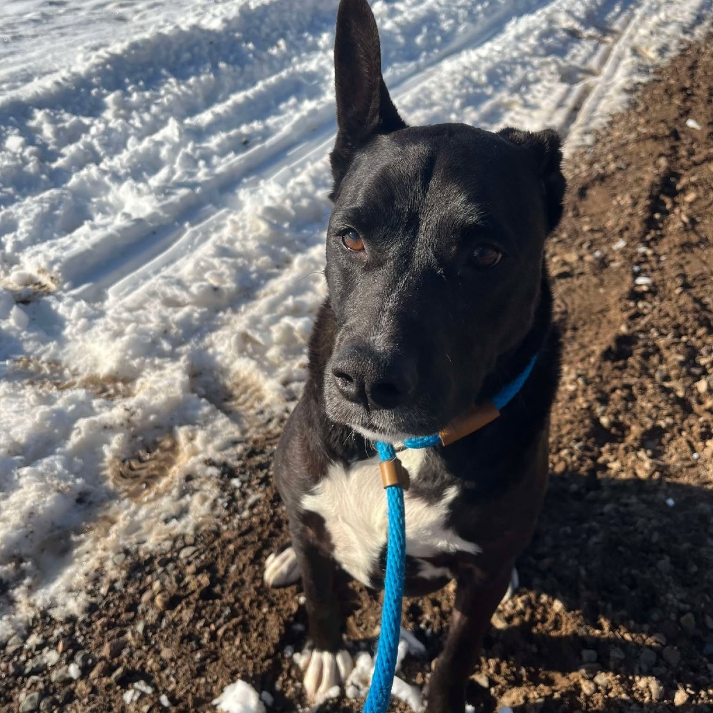 Zoomba, an adoptable American Staffordshire Terrier in Park Falls, WI, 54552 | Photo Image 4