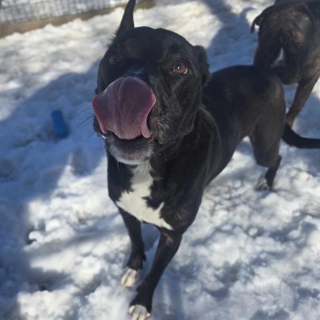 Zoomba, an adoptable American Staffordshire Terrier in Park Falls, WI, 54552 | Photo Image 5