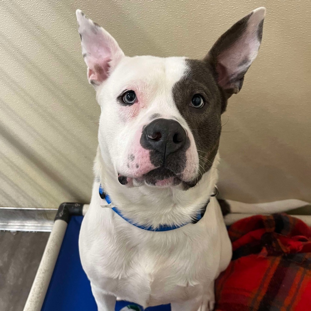 Thor, an adoptable American Staffordshire Terrier, Pit Bull Terrier in Park Falls, WI, 54552 | Photo Image 1