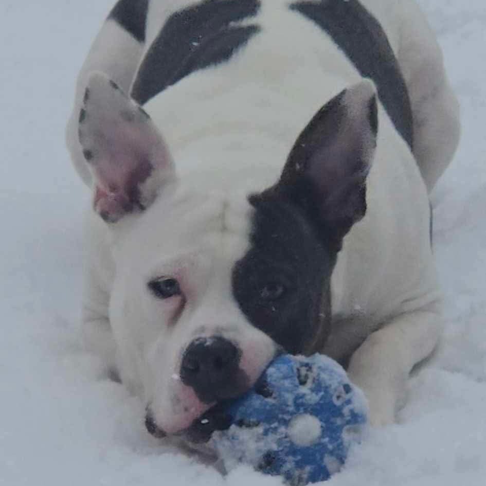 Thor, an adoptable American Staffordshire Terrier, Pit Bull Terrier in Park Falls, WI, 54552 | Photo Image 2
