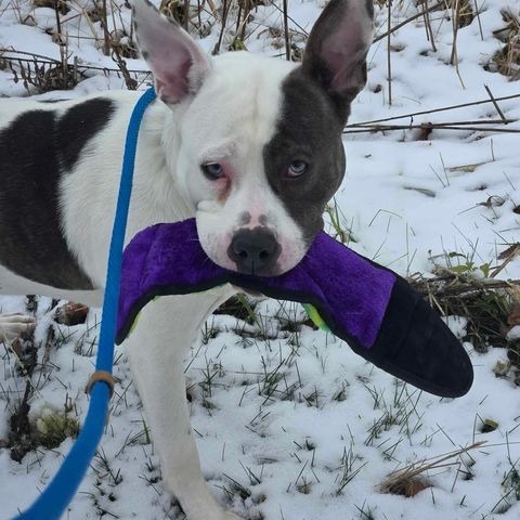 Thor, an adoptable American Staffordshire Terrier, Pit Bull Terrier in Park Falls, WI, 54552 | Photo Image 3