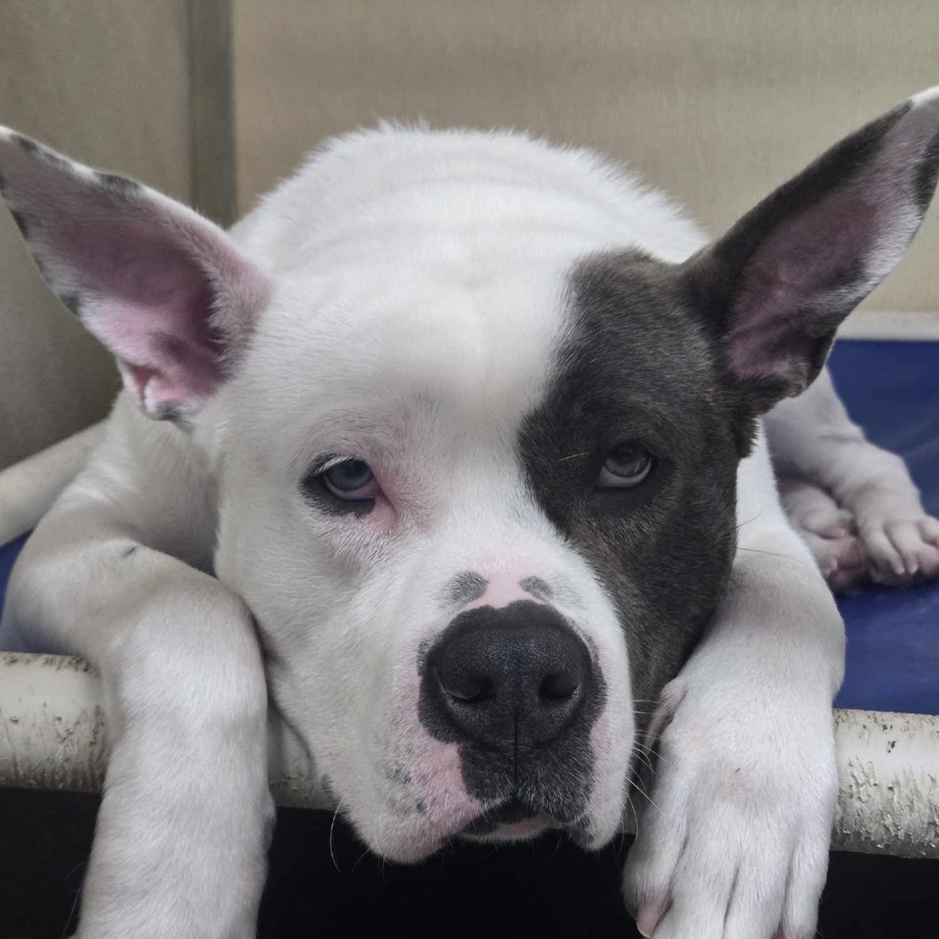 Thor, an adoptable American Staffordshire Terrier, Pit Bull Terrier in Park Falls, WI, 54552 | Photo Image 5