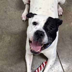 Kiki, Adult Female Pit Bull Terrier