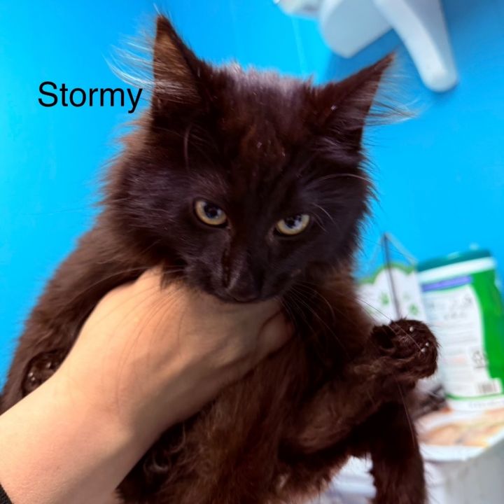 Stormy 2