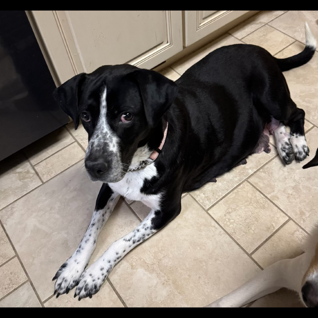 Holly, an adoptable Mixed Breed in Bismarck, ND, 58507 | Photo Image 2