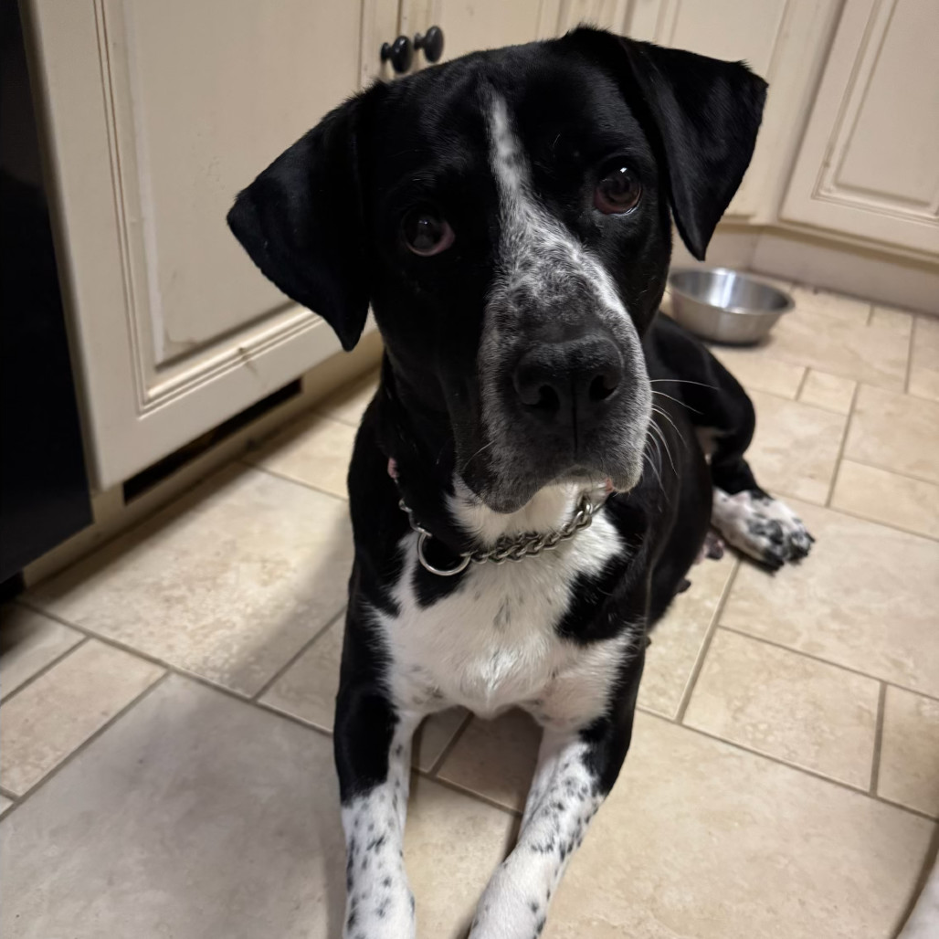 Holly, an adoptable Mixed Breed in Bismarck, ND, 58507 | Photo Image 3