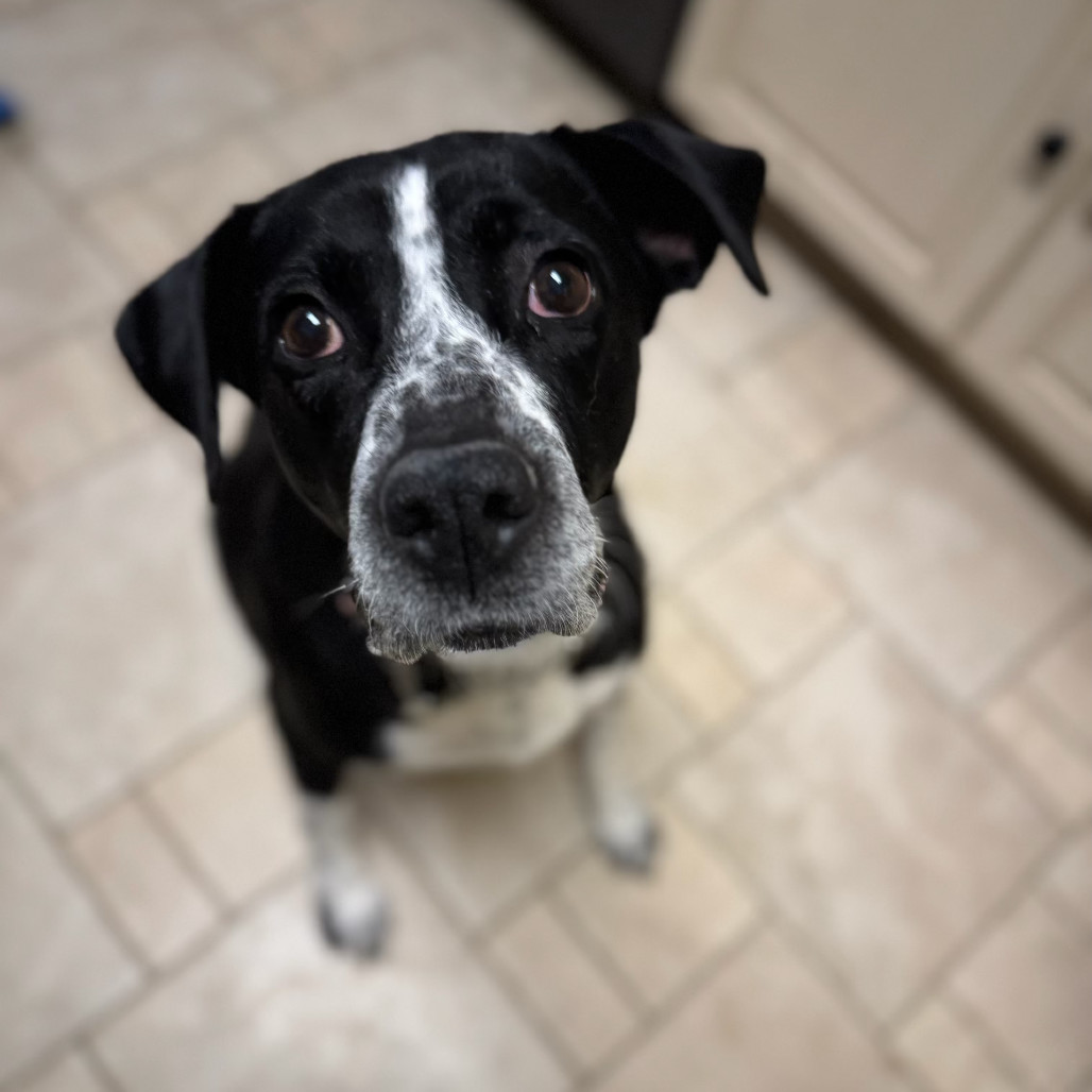 Holly, an adoptable Mixed Breed in Bismarck, ND, 58507 | Photo Image 4