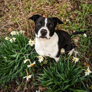 Stash, Adult Male Border Collie