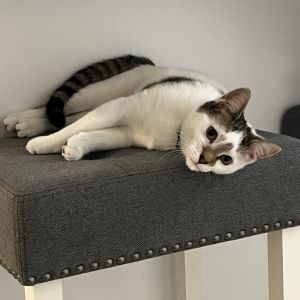 Lola, Young Female Domestic Short Hair