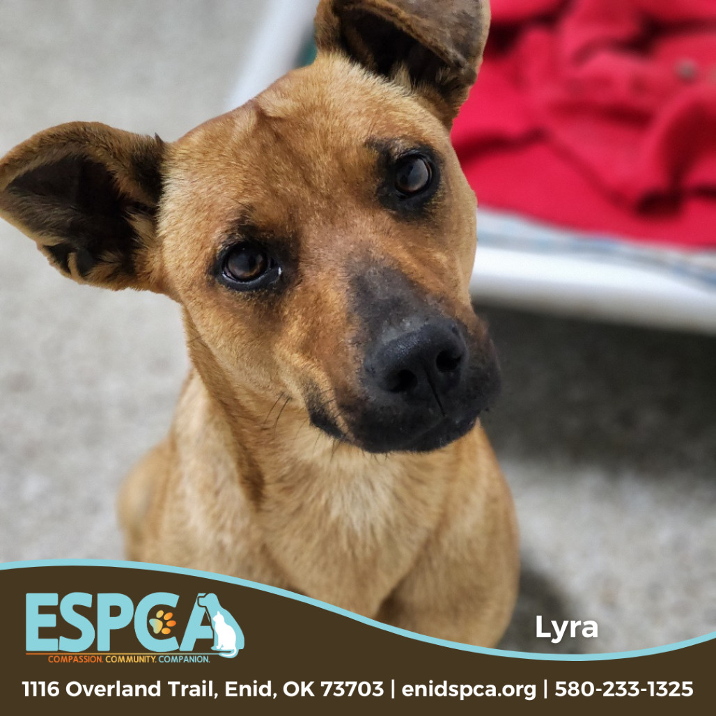 Lyra