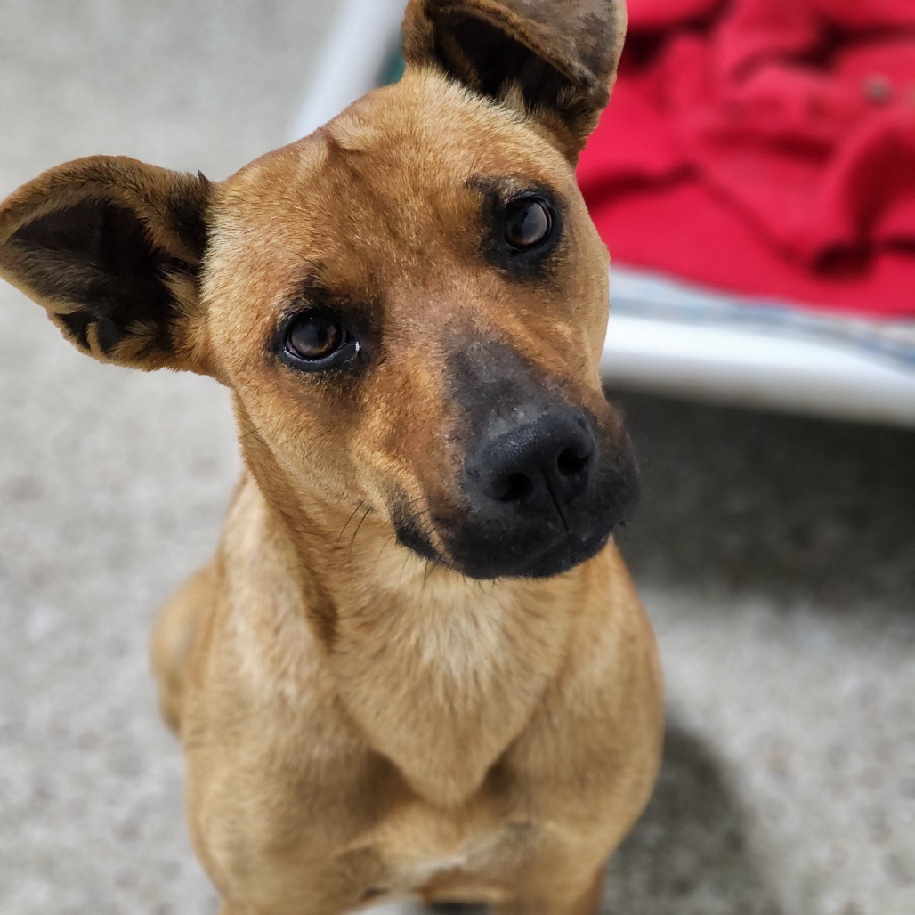 Lyra, an adoptable Terrier, Whippet in Enid, OK, 73703 | Photo Image 2