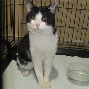 Firestone, Adult Male Domestic Medium Hair