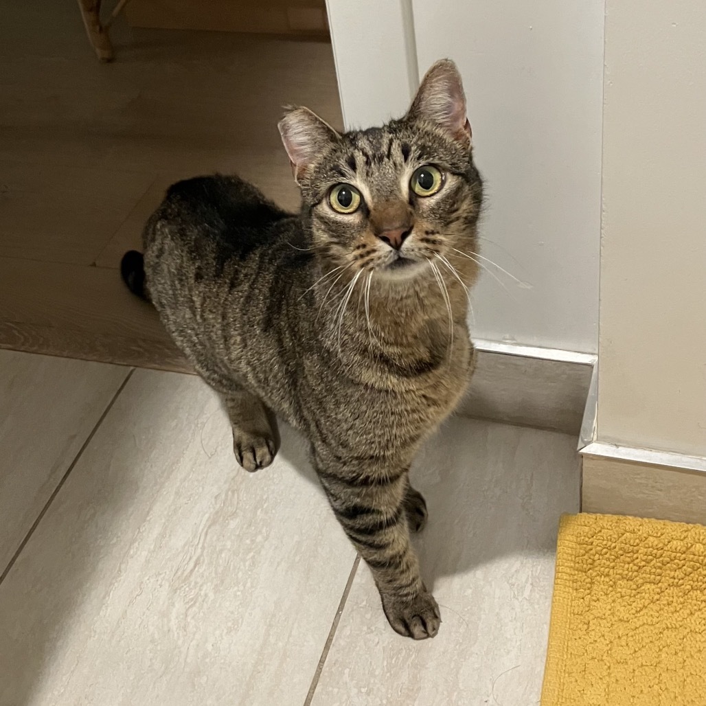 Jiji