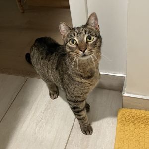 Jiji Domestic Short Hair Cat