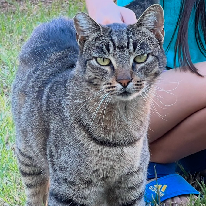 Jiji