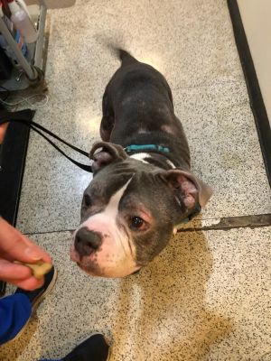 Caterpillar Mixed Breed Dog
