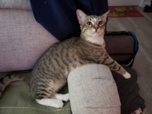 Cheese, Baby Male Domestic Short Hair