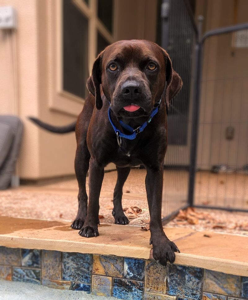 Choco the Sweetest Mini Lab