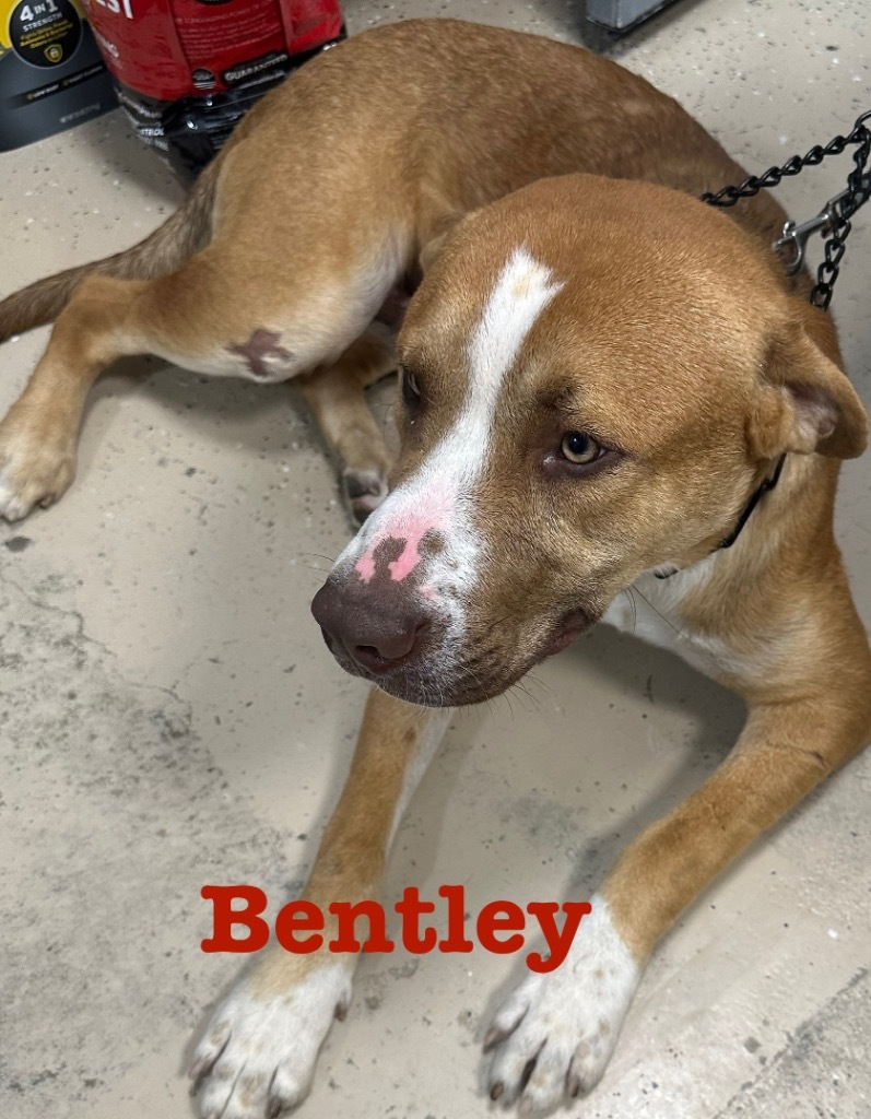 Bentley