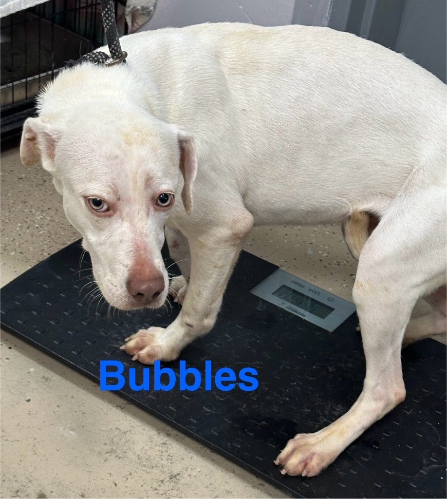 Bubbles
