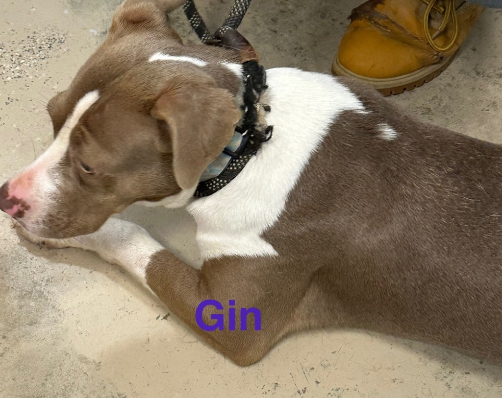 Gin