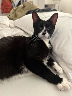 My foster writes Meet BW the ultimate cuddle companion This affectionate and charming tuxedo cat 