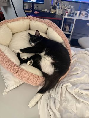 My foster writes Meet Pepper To me hes the most perfect cat in the world Pepper is sweet affec