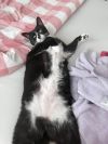 Pepper photo 2