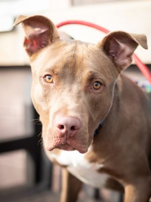 You dont have to go over the river and through the woods to meet a great dog River is waiting