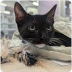 Barn Cat Lucius, an adoptable Domestic Short Hair in Longmont, CO, 80501 | Photo Image 1