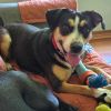 Bailey photo 1