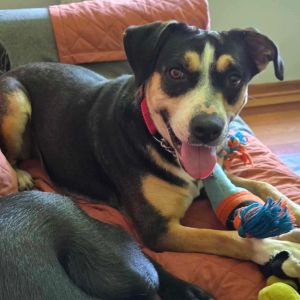 Bailey, Adult Female Husky